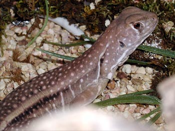 Leiolepis belliana guttata